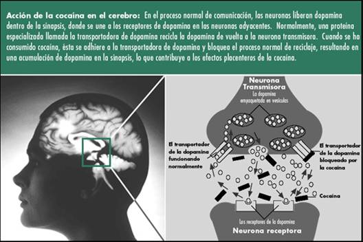 COCAINA.jpg